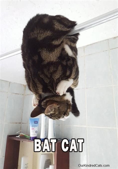 Bat Cat Cats Memes Funny Memes
