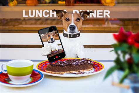 Dog Eating Cake Tea Resataurant Selfie Stock Photos Free And Royalty