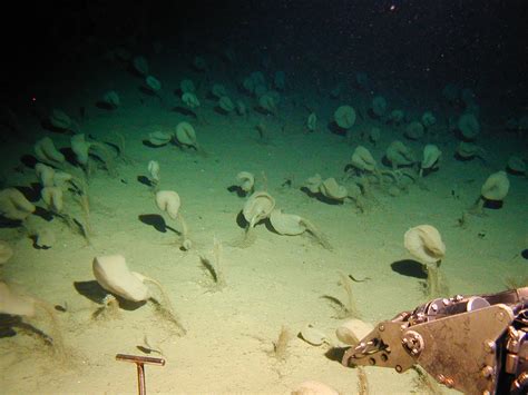The Echinoblog Deep Sea Glass Sponges Of The Hawaiian Islands Okeanos