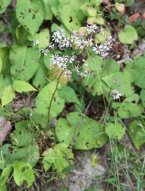 Maryland Biodiversity Project Big Leaved Aster Eurybia Macrophylla