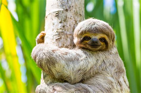 Rainforest Animals Sloth