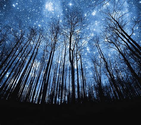 3840x2160px 4k Free Download Star Night Forest Natural Nature