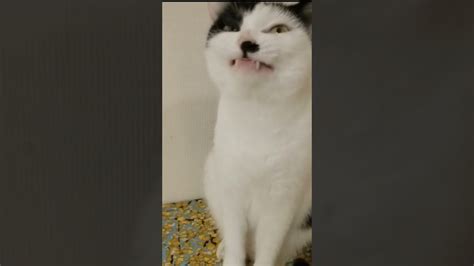 Cat Yawn Yawn Yawn Youtube