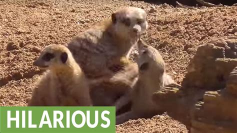 Vicious Meerkat Fight Caught On Camera Youtube