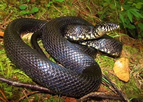 Black (2) white (2) tail bottom scale divided yes (67) no (2) tail plain black no (143) yes (14) tail rings none (119) Snakes of Madison County at Berea College - StudyBlue