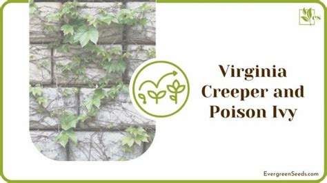 How To Get Rid Of Virginia Creeper The Straightforward Guide