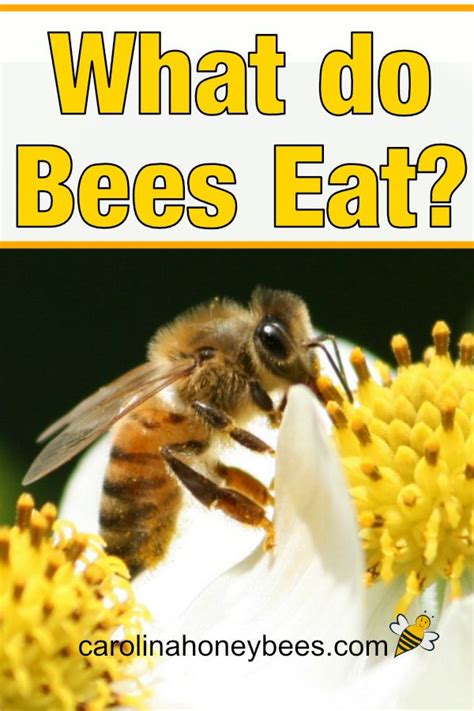 What Do Bees Eat The Honey Bee Diet Carolina Honeybees Bee Food