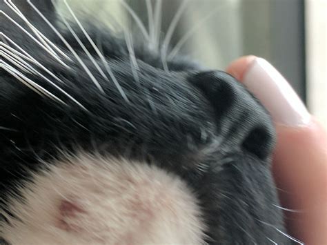 My Cat Has Recently Developed A Small Bald Spotlumpwart Thing On His