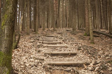 Stairs In The Middle Of Forest Stock Photo Image Of Autumn Trail