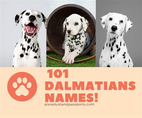 101 Dalmatians Names A List Of Every Single Name