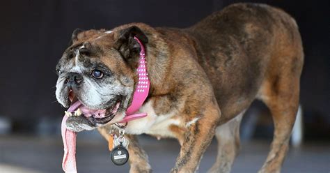 Worlds Ugliest Dog English Bulldog Zsa Zsa Named The Worst Looking