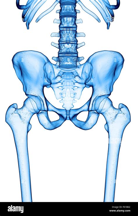 Medically Accurate Illustration Of The Hip Joint Stock Photo Alamy