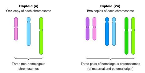 Biology College Chromosome Biology Lessons