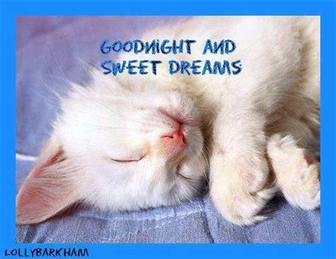 Good Night Cat Quotes Funny Good Night Friends Cute Animals
