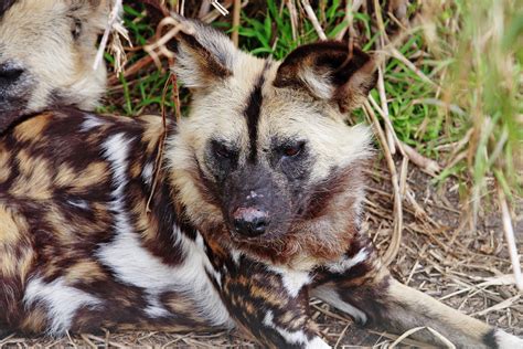 Wildlife Of The World African Wild Dog Wallpapers 2012