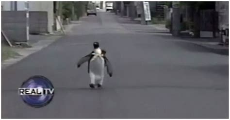 Hilarious Video Of Rescued Penguin Wears A Bag And Walks Alone To The