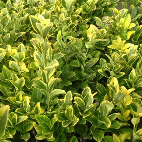 Viburnum opulus is a species of flowering plant in the family adoxaceae (formerly caprifoliaceae) native to europe, northern africa and central asia. Best Fertilizer For Texas Privet | Cromalinsupport