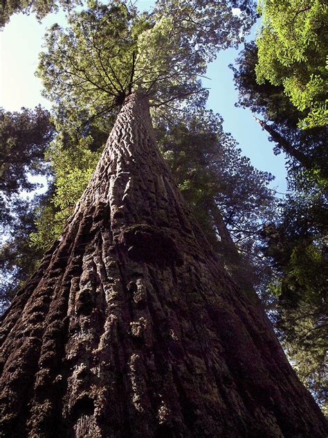 Sequoia Sempervirens Calflora