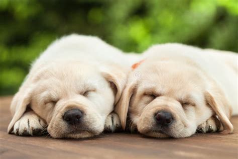 Cute Labrador Puppies Sleeping On Wooden Deck On Green Foliage