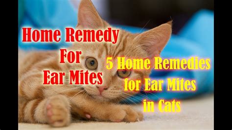 5 Home Remedies For Ear Mites In Cats Home Remedy For Ear Mites Youtube