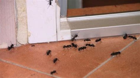 Vite Une Astuce Infaillible Pour Se Débarrasser Des Fourmis Dans La