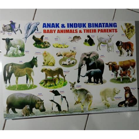 Jual Poster Edukasi Hewan Berwarna Mengenal Nama Binatang Tempelan