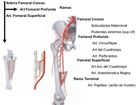 Vascularización E Inervación Del Miembro Inferior