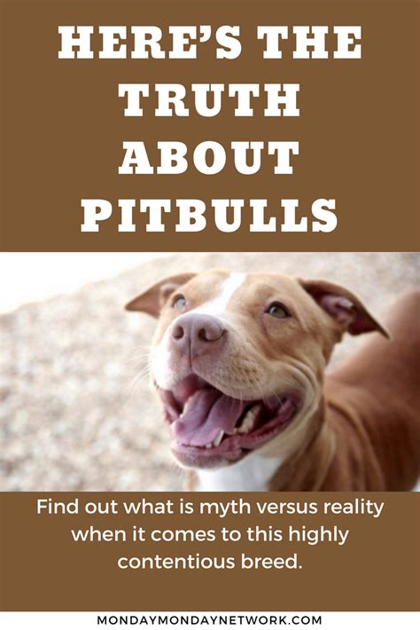 Heres The Truth About Pit Bulls Pitbulls Pitbull Facts Dog Shaming