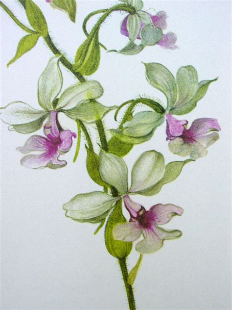 Vintage Orchid Illustration Botanical Print Calanthe