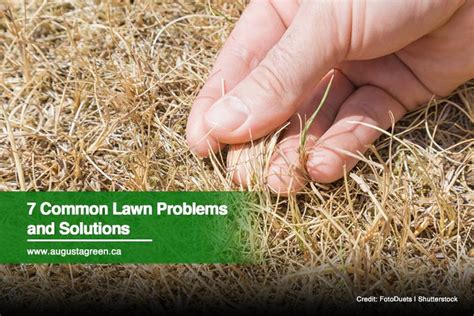 7 Common Lawn Problems And Solutions Augusta Green Sprinklers Inc