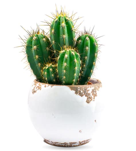 Repotting is an inevitable activity in the life of a cactus let alone any other succulent. Kaktus - Čudežna rastlina za vsako sobo