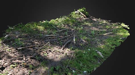 Forest Floor Scan Download Free 3d Model By Vklein 0568e36 Sketchfab