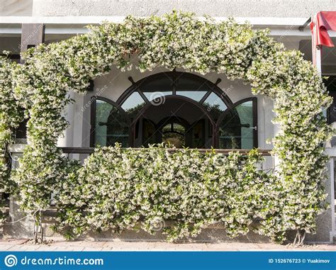 Jasmine Flowers Over Open Window On White Wall Front View Stock Image