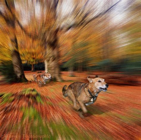 Dog Chasing Squirrel
