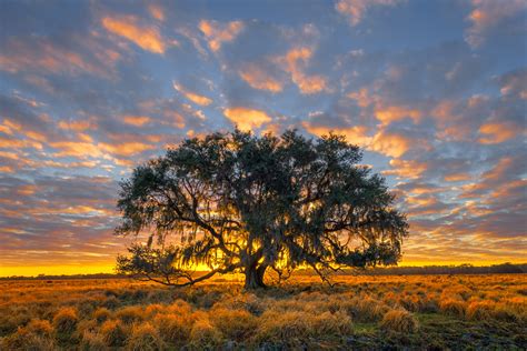 Lone Sprawling Oak Tree Florida Sunrise Fine Art Photo Print Photos