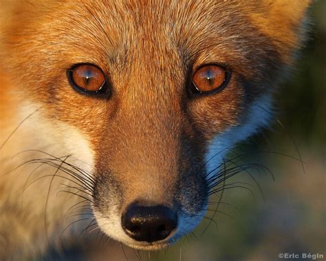 15 Beautiful Red Fox Photographs