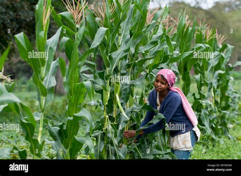 African Maize Farmer Hi Res Stock Photography And Images Alamy