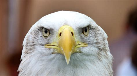 Close Up Photo American Eagle Hd Wallpaper Wallpaper Flare