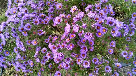 Aster Novae Angliae New England Aster Per Oz Michigan Wildflower Farm