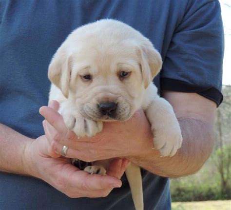 Rocco Our Yellow Lab Born 32114 Picture Age 5 Weeks