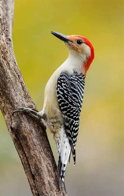 Woodpeckers In North Carolina 7 Species With Pictures Wild Bird World