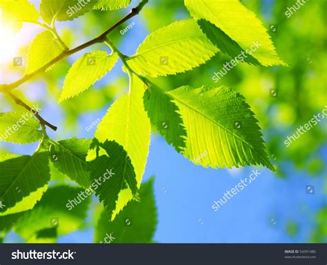 Green Leaves With Sun Ray