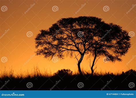 African Tree Sunset Silhouette Stock Photography