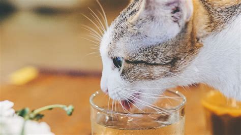Download Wallpaper 1920x1080 Cat Animal Pet Protruding Tongue Glass
