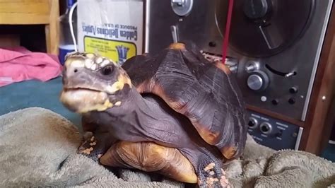 Tortoise Sex Noises And Vocalizations Redfoot Tortoise Youtube