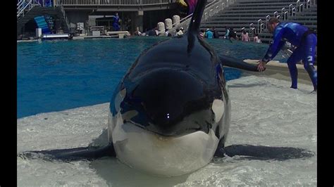 Overall, in choosing to communicate face to face as opposed to with email or text, your interlocutors are more likely to perceive you as professional. Face to face with Orkid - April 20 2015 - SeaWorld San ...