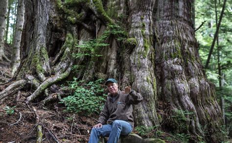 How Restoring Old Growth Forest In Washington State Could Help Fight