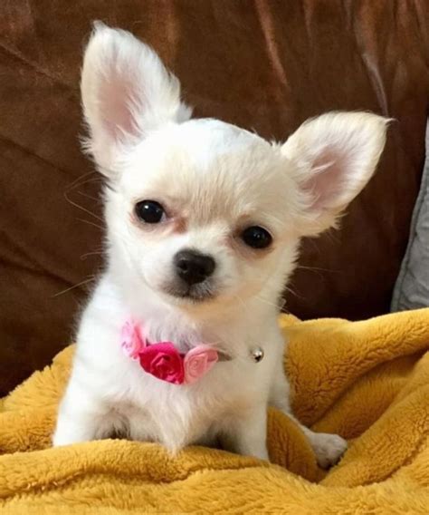 All White Chi ️ ️ Chihuahua Dogs Chihuahua Baby Animals Funny