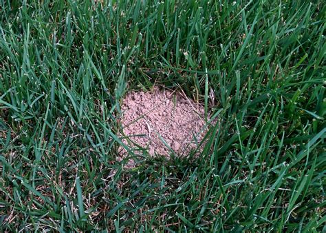 Lawn Is This Pile Of Dirt In My Grass A Sign Of A Pest Gardening