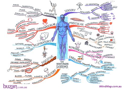 Showcasing The World S Finest Mind Maps Body Systems Mind Map Human Body Systems